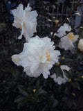 Winter's Snowman Camellia Live Starter Plant – Camellia japonica 'Winter's Snowman'