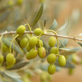 Organic Arbequina Olive Tree Live Starter Plant - Olea europaea - 6-10 Inch Tall in 2.5 x 3.5 Inch Pot