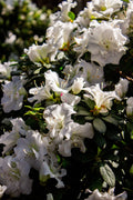 White Gumpo Dwarf Azalea Starter Plant – Evergreen Rhododendron Hybrid with White Blooms