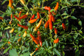 Pequin Mexican Chili Live Pepper Plants - Lot of 3 - Capsicum annuum