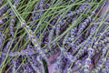 Lavender 'Grosso' Live Plant in 2.5 Inch Pot – Lavandula × intermedia 'Grosso'