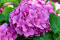 Hydrangea macrophylla Merritt's Supreme Live Plants Set of 2 | Pink & Blue Mophead Shrubs in Quart Pots