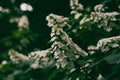 Snow Queen Oakleaf Hydrangea Live Plant 1 Pint - Hydrangea quercifolia
