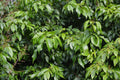 Ylang Ylang Live Plant in 6-Inch Pot – Cananga odorata Fragrant Flower Tree