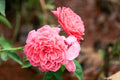 AUSap English Rose Live Plant – Own Root Rose in 6 Inch Deep Pot
