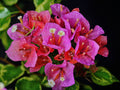 Claret Red Variegated Bougainvillea Live Starter Plant – Well Rooted Plug
