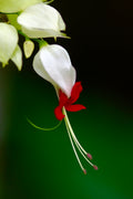 White Bleeding Heart Live Plant - Rooted Perennial with White Flowers for Shade Gardens
