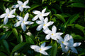 Crape Jasmine Live Plant 4 Inch Pot – Tabernaemontana divaricata Fragrant White Flowering Shrub