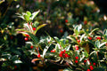 Nellie R. Stevens Holly Starter Plant – Evergreen Holly Tree for Privacy Screens and Hedges