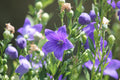 Sentimental Blue Balloon Flower Live Plants – 3 Rooted Starter Plants, Blue Perennial Flowers, Platycodon grandiflorus