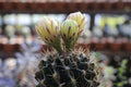 Neochilenia napina Seed Grown Live Cactus – Rare Succulent Specimen Plant
