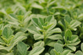 Sweetleaf Stevia Live Plant 6-8 Inch Rooted Herb, Organic Stevia rebaudiana, Container-Friendly, Full Sun to Partial Sun
