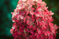 Munchkin Dwarf Oakleaf Hydrangea Live Plant - Hydrangea quercifolia - 1 Pint Container