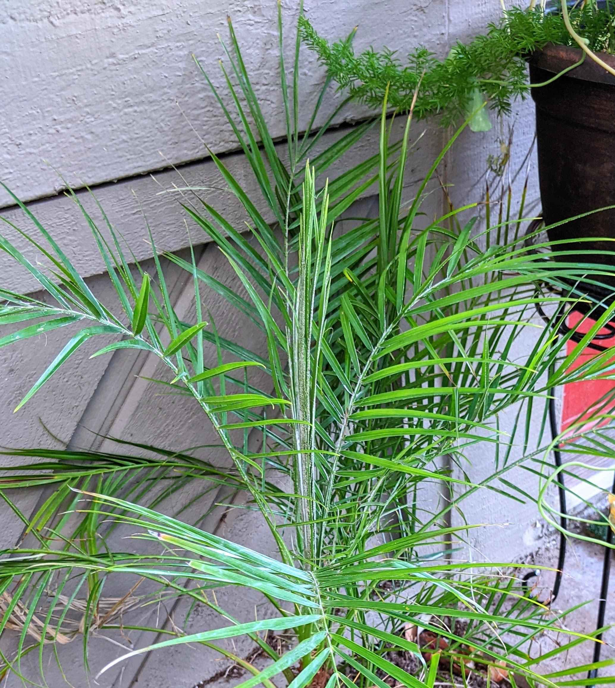 Phoenix Robelenii 'Pygmy Date Palm' Seeds