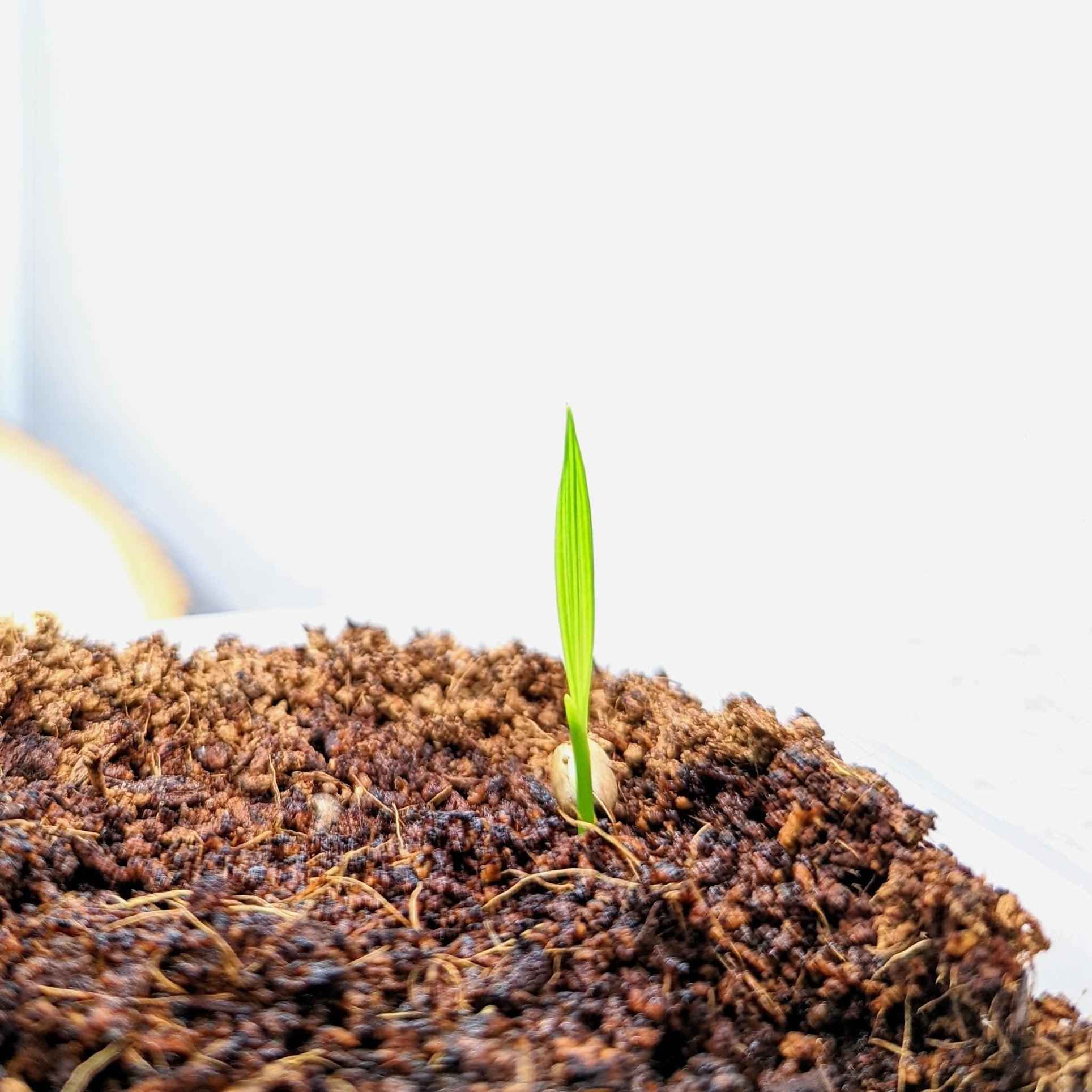 Phoenix Robelenii 'Pygmy Date Palm' Seeds