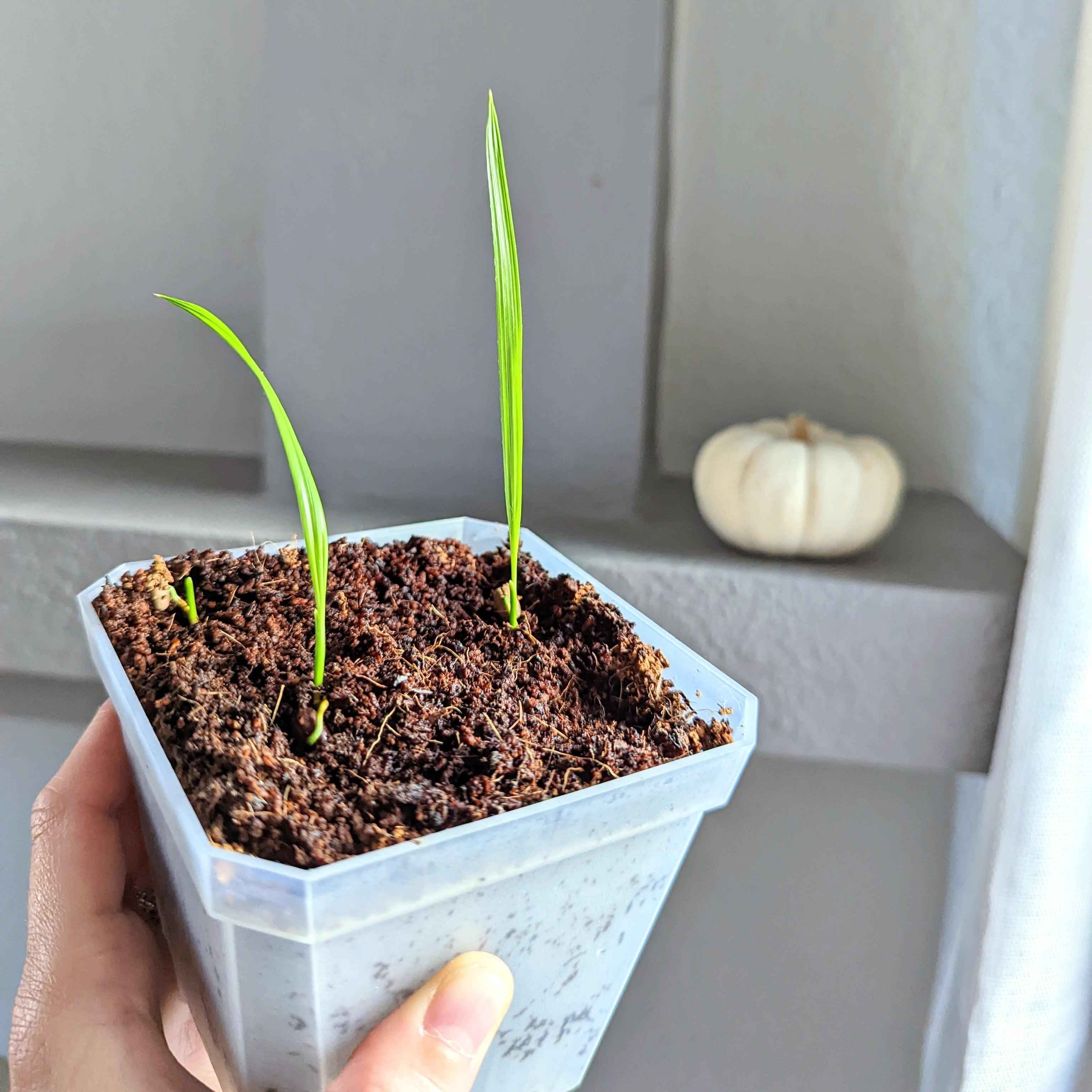 Phoenix Robelenii 'Pygmy Date Palm' Seeds