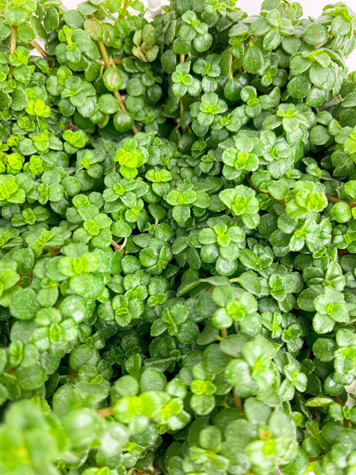 Pilea Depressa 'Baby Tears'