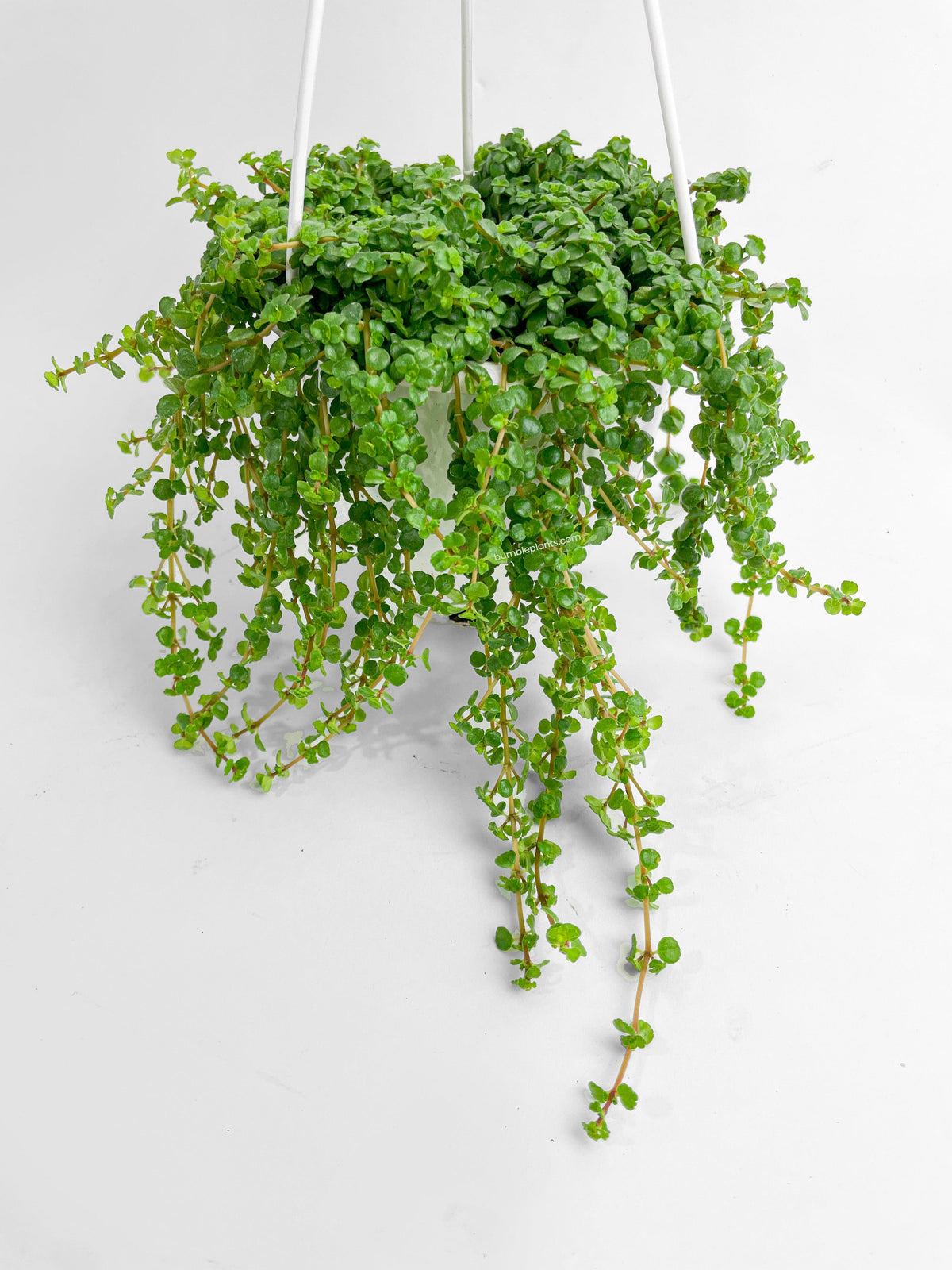 Pilea Depressa 'Baby Tears'