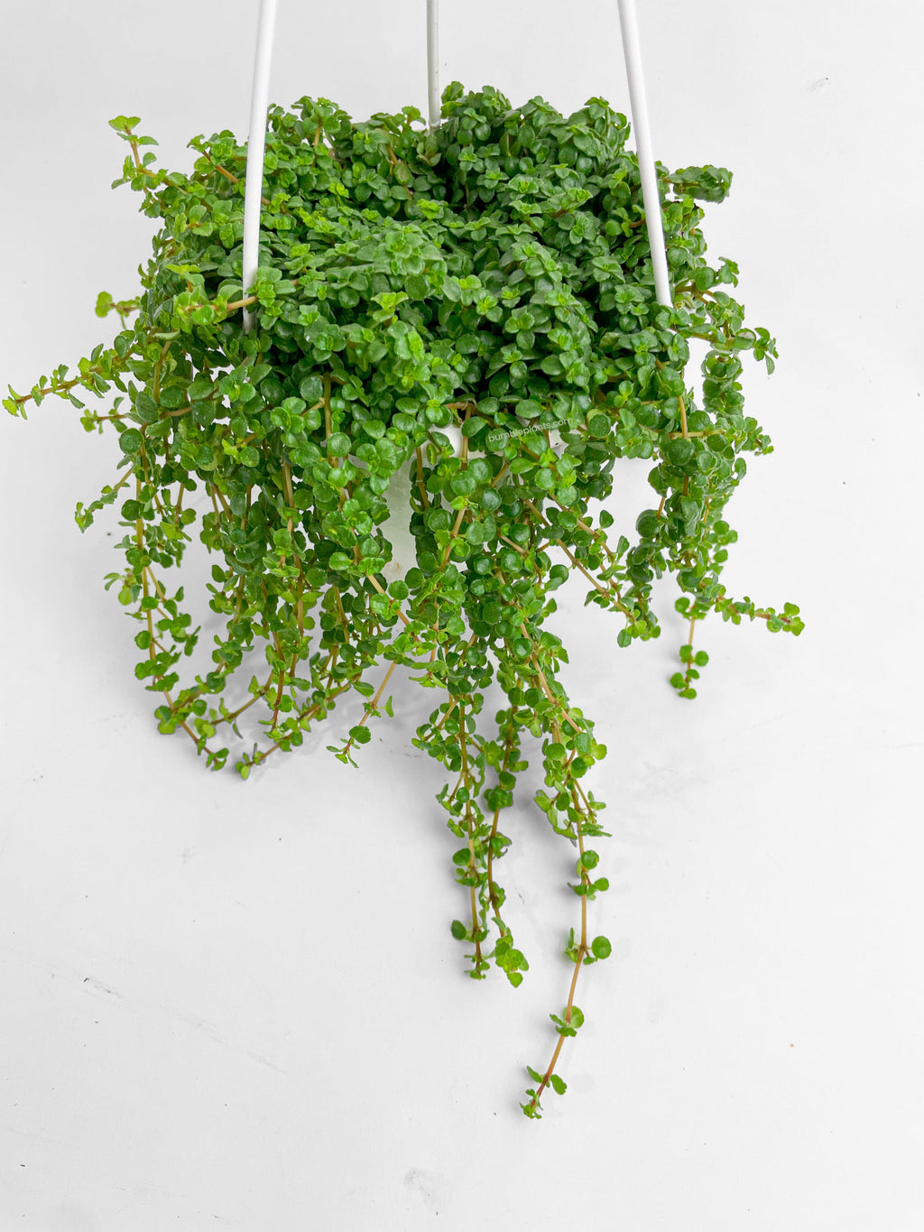 Pilea Depressa 'Baby Tears'