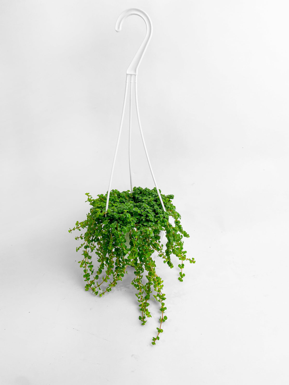Pilea Depressa 'Baby Tears'