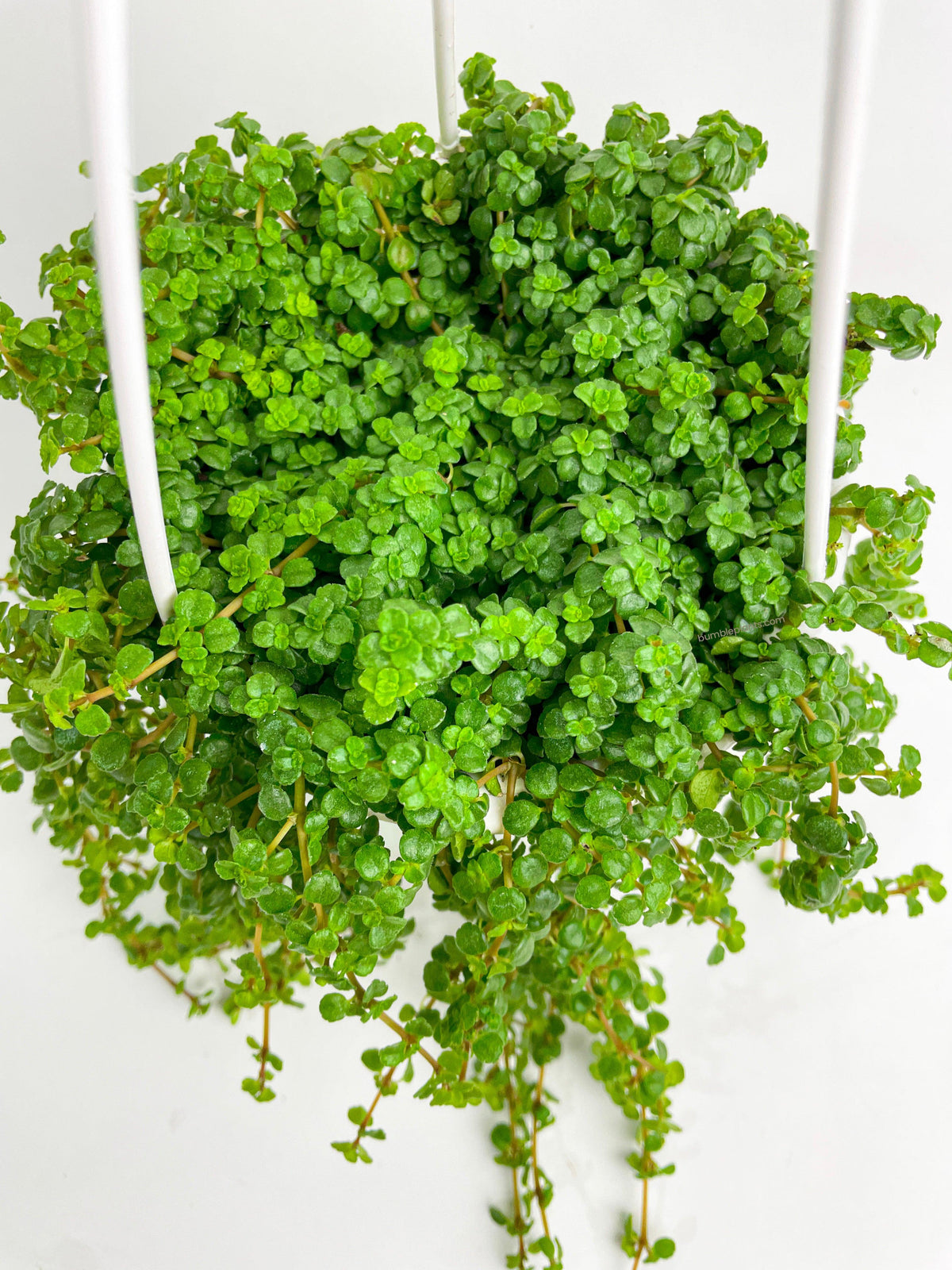 Pilea Depressa 'Baby Tears'