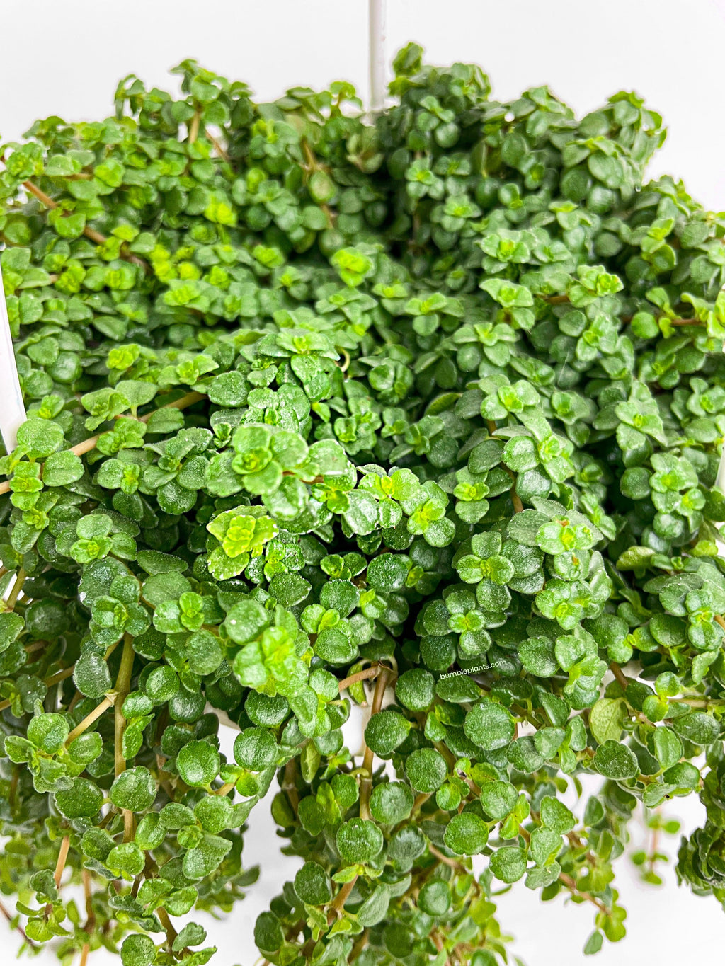 Pilea Depressa 'Baby Tears'