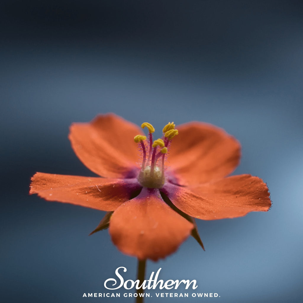 Scarlet Pimpernel – 100 Seeds