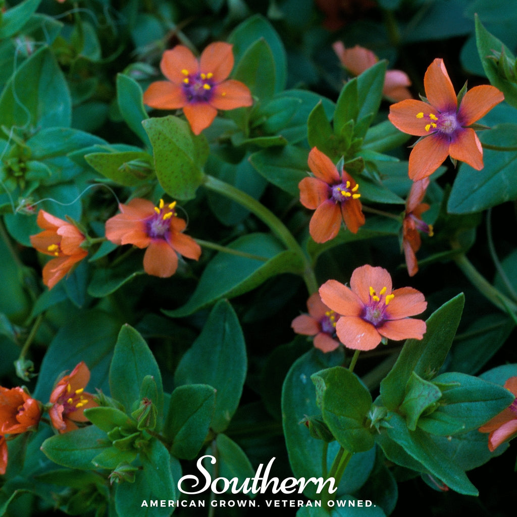 Scarlet Pimpernel – 100 Seeds