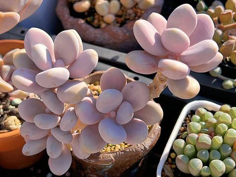 1 Bare Root Pink Moonstone Succulent (Pachyphytum Oviferum) – Rare Chubby Leaves Plant for Indoor Decor, Gifts, DIY Arrangements