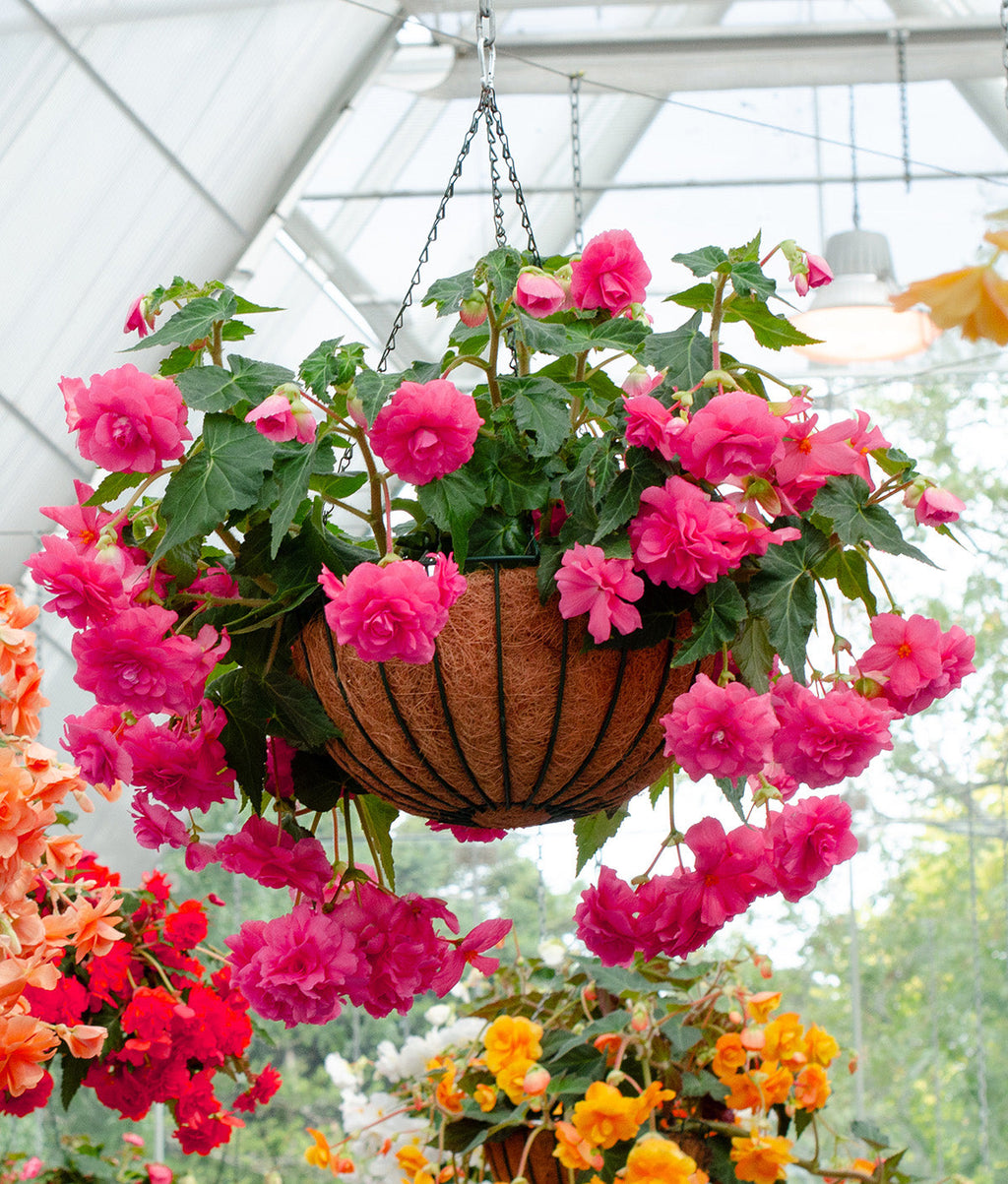 Pink Hanging Basket Begonia - 3 tubers