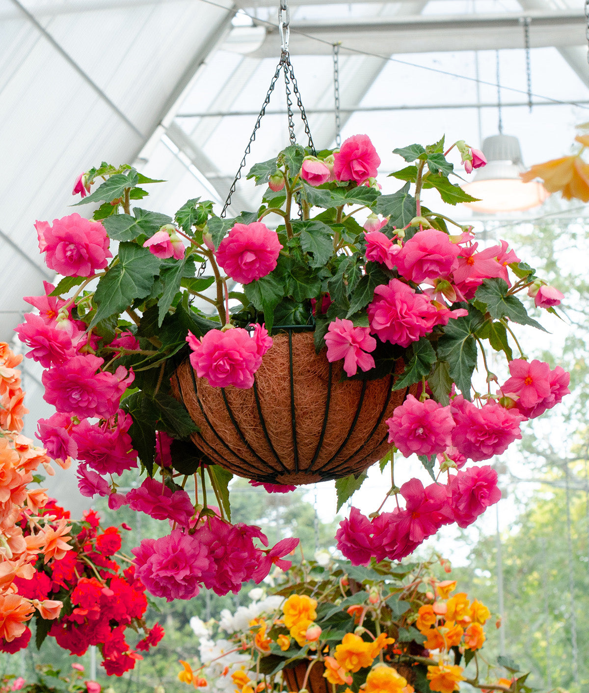 Pink Hanging Basket Begonia - 3 tubers