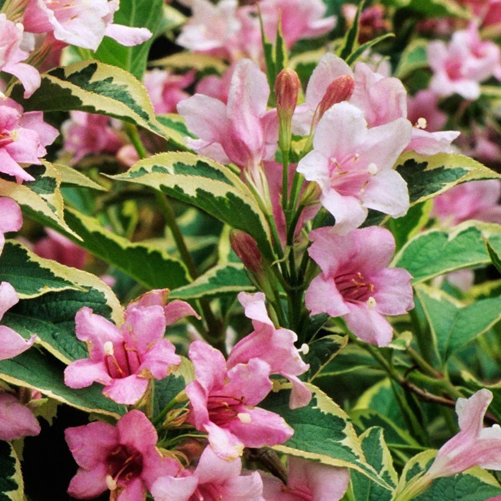Weigela 'Pink Variegated'