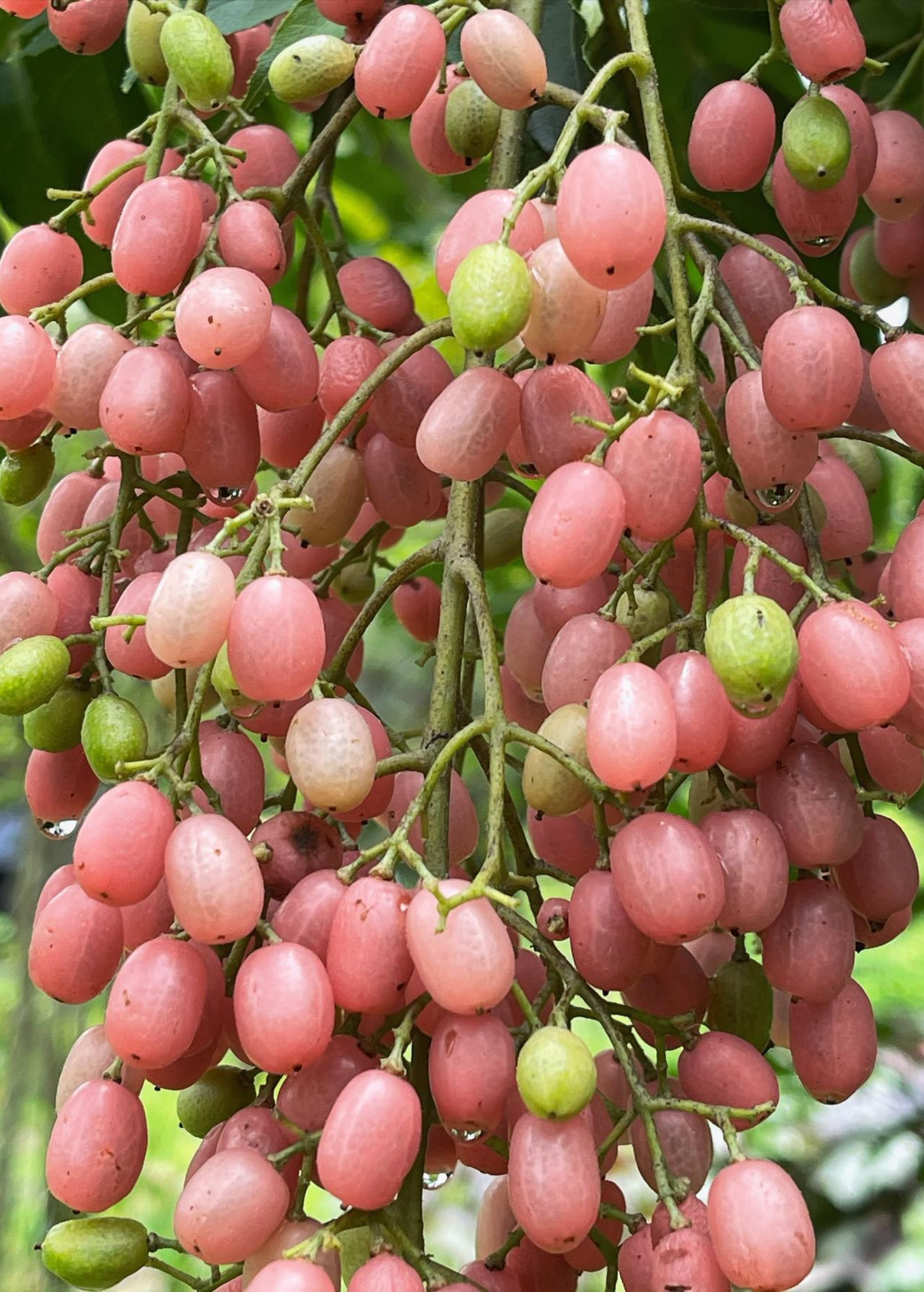 Pink Wampee (Clausena excavata)
