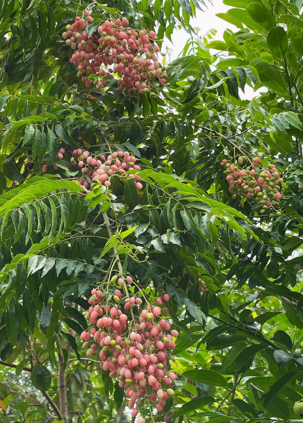 Pink Wampee (Clausena excavata)