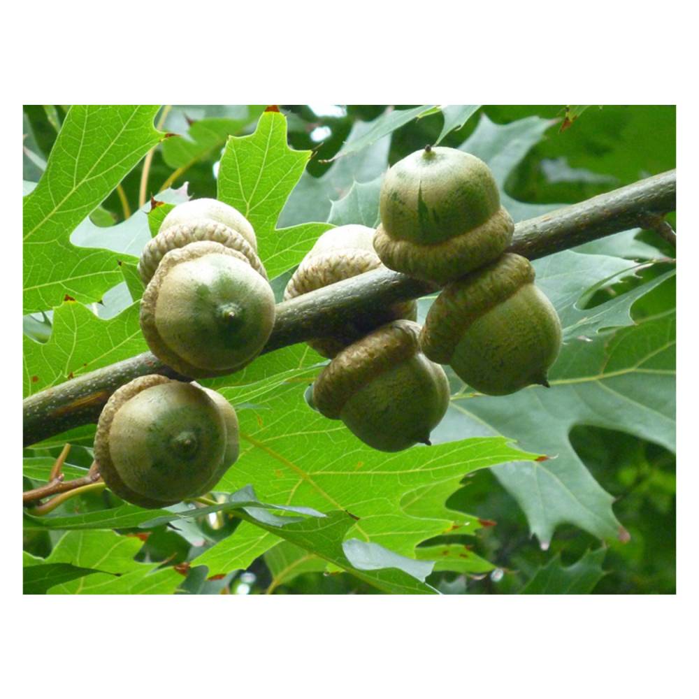 Oak Tree 'Pin Oak'