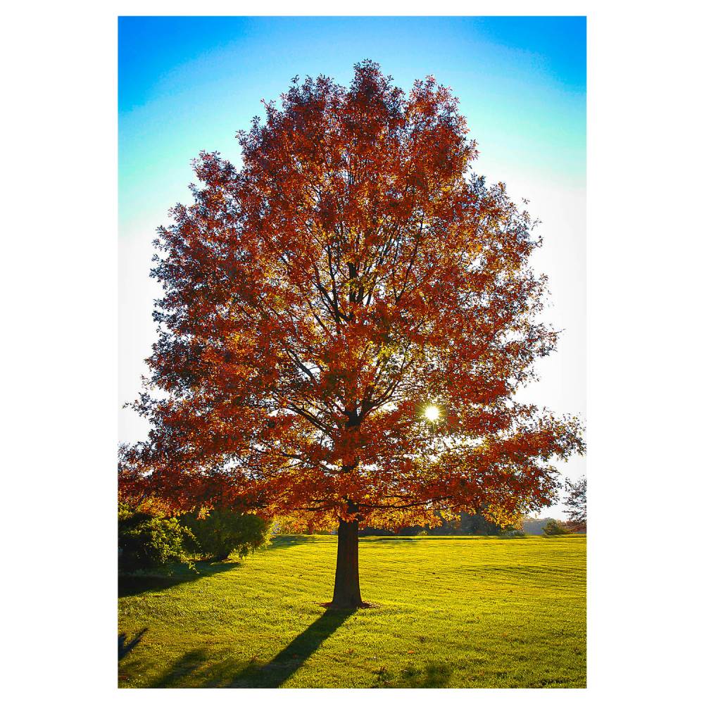 Oak Tree 'Pin Oak'