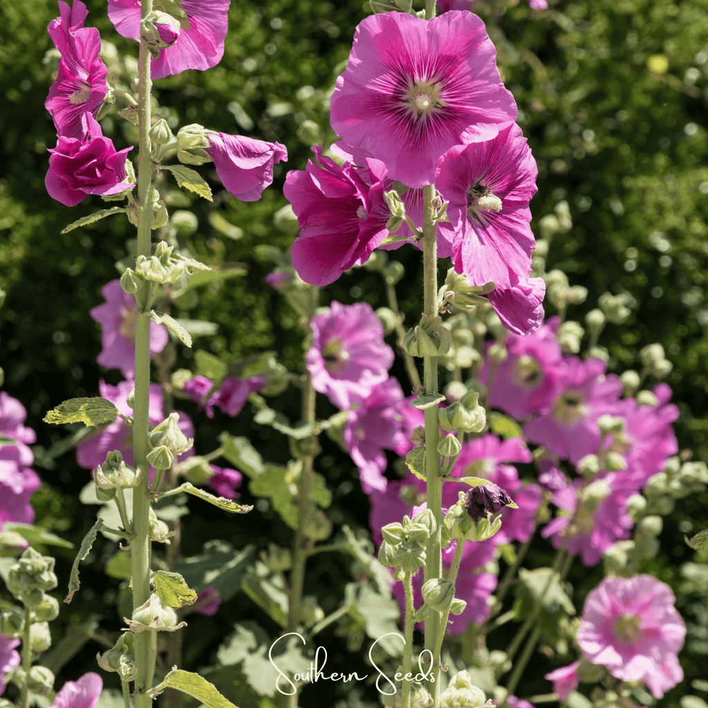 Pixie Patch Seed Collection – 10 Enchanted Varieties