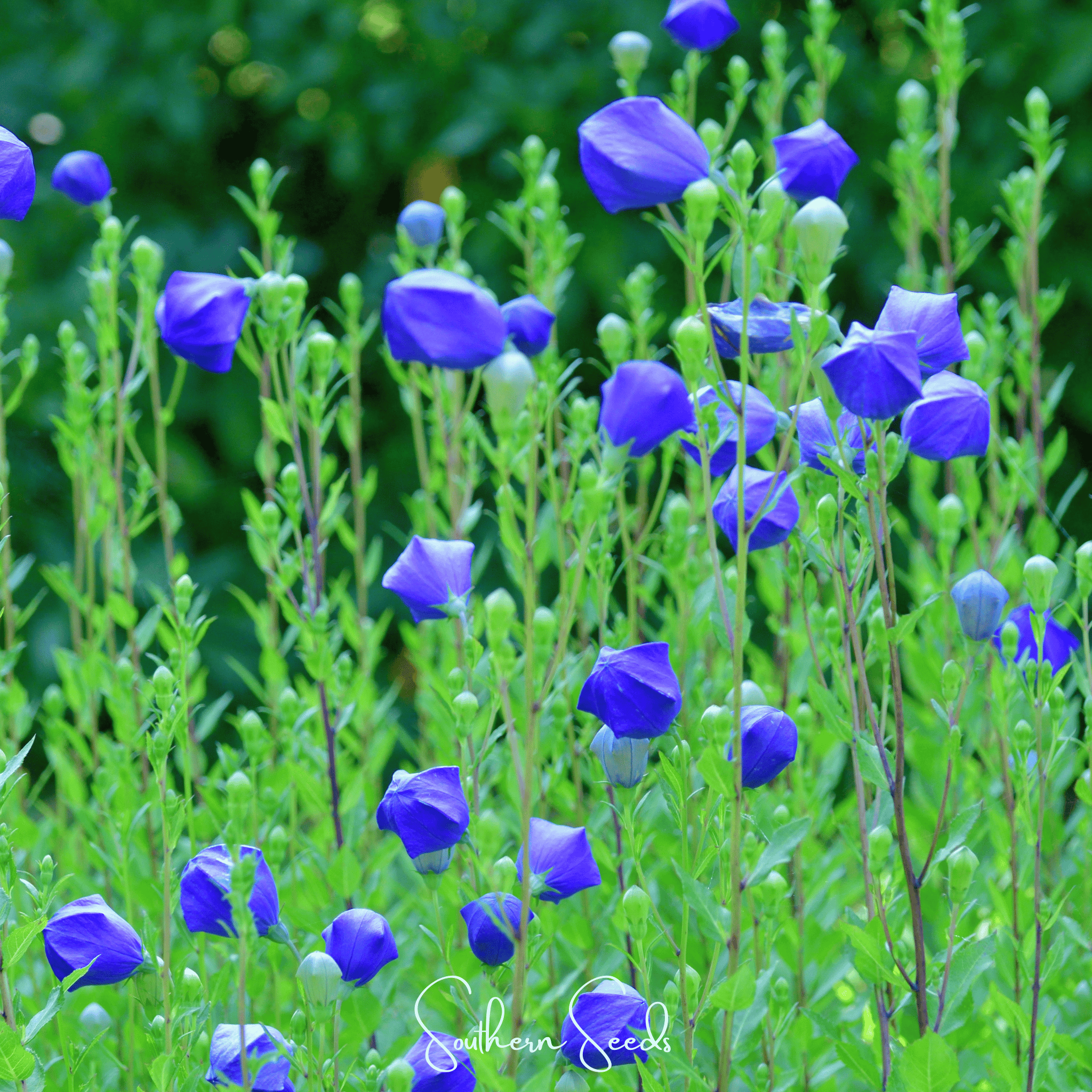 Pixie Patch Seed Collection – 10 Enchanted Varieties