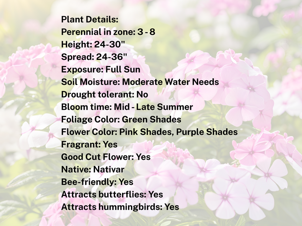 Phlox 'Laura'