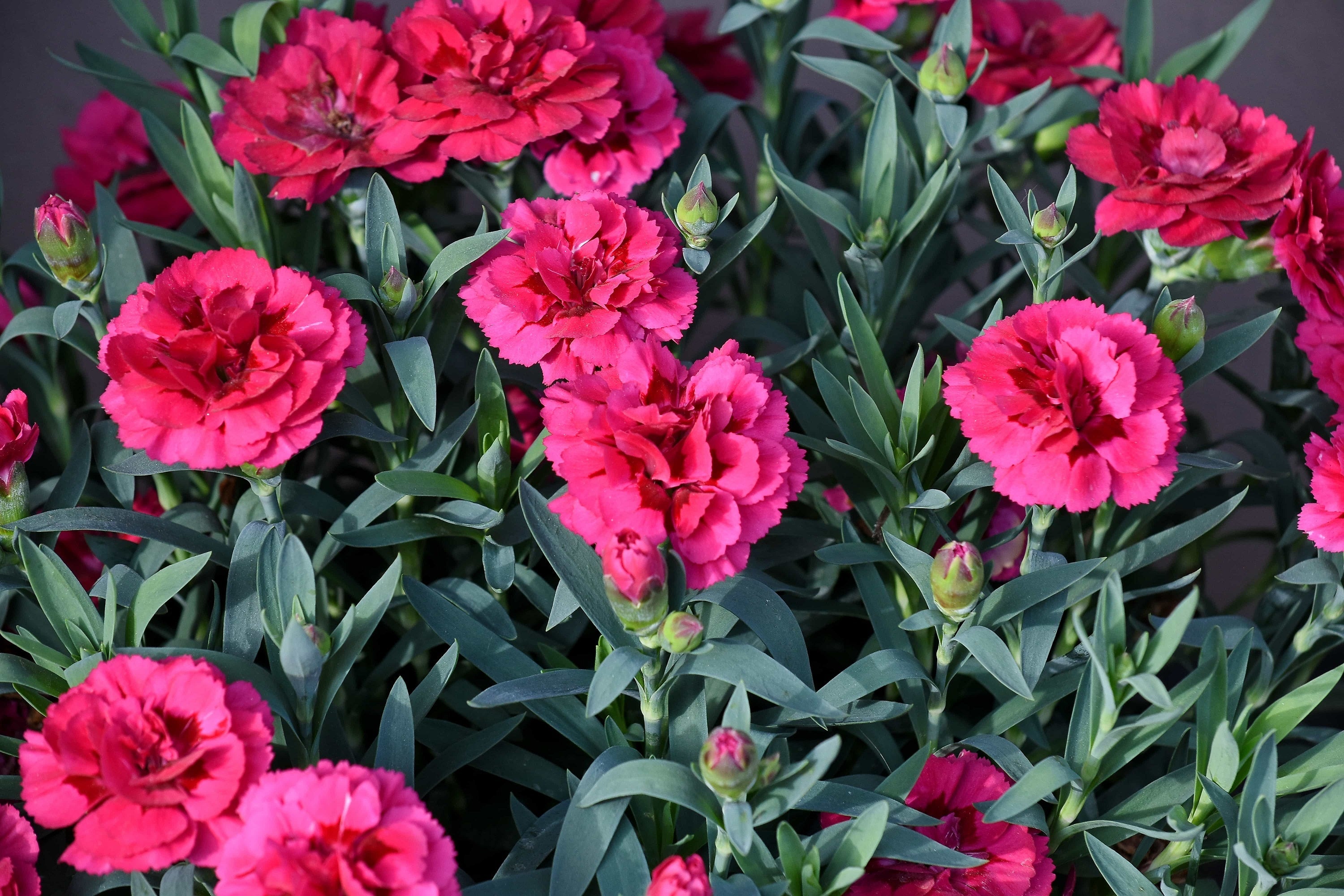 100 Mixed CARNATION / DOUBLE DIANTHUS Chinensis Flower Seeds