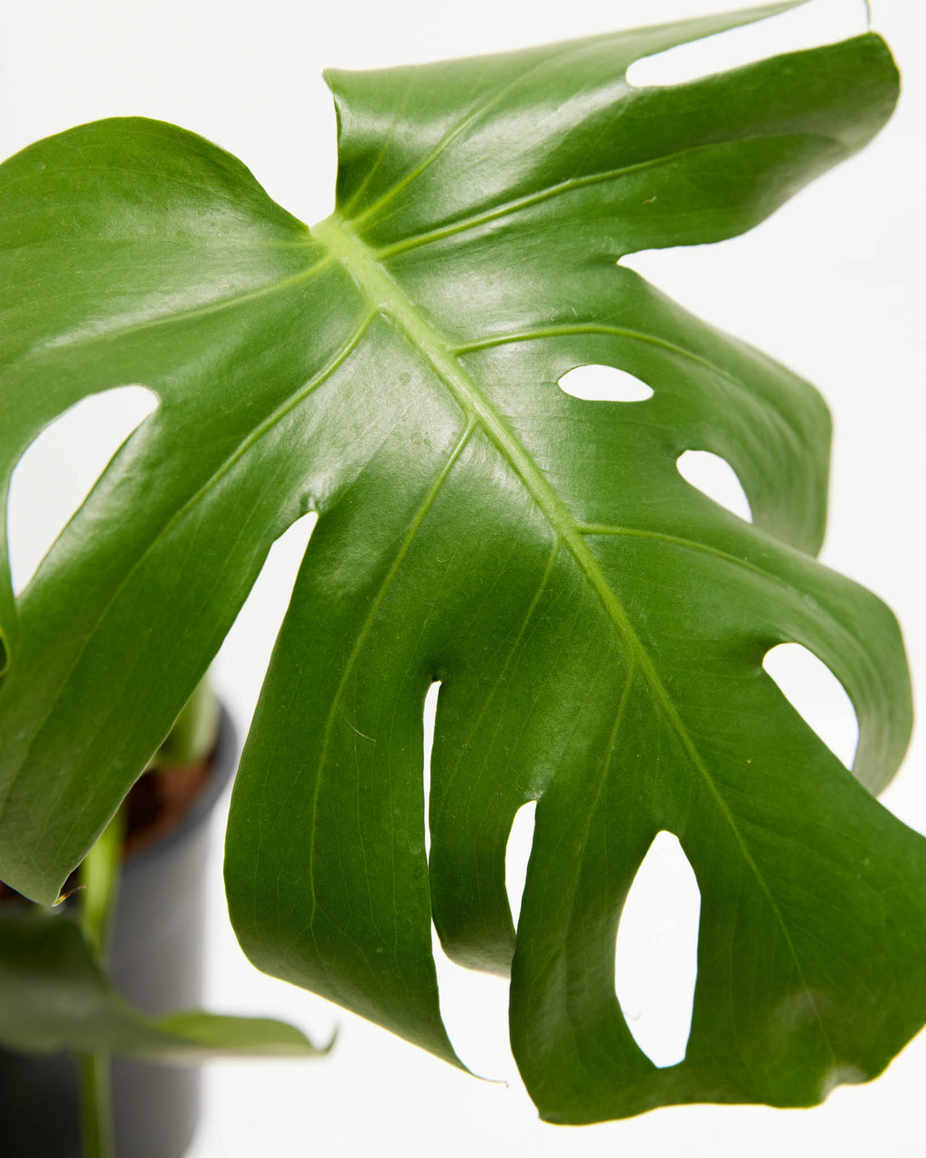 Monstera Deliciosa (Split Leaf Philodendron)