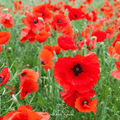 American Legion Poppy Seeds – Heirloom Scarlet Red Papaver Rhoeas – Easy Grow Annual for Wildflower Gardens & Memorial Displays