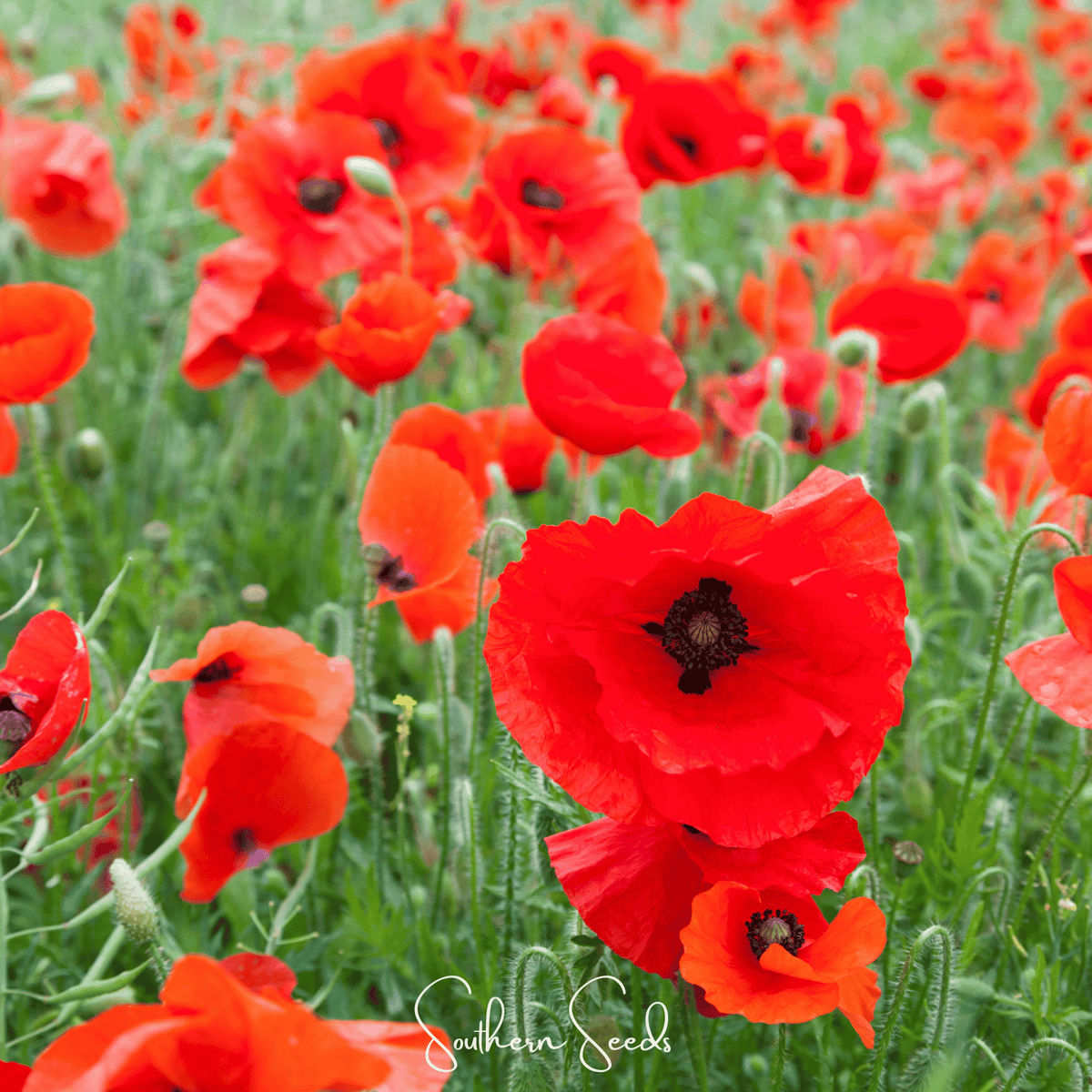American Legion Poppy Seeds – Heirloom Scarlet Red Papaver Rhoeas – Easy Grow Annual for Wildflower Gardens & Memorial Displays