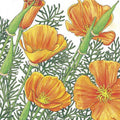 Poppy, California Golden (1/4 lb)
