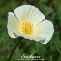 Ivory Castle California Poppy Seeds – Native Wildflower, Drought Tolerant, Perennial, Edible & Medicinal, Bee & Butterfly Attractor