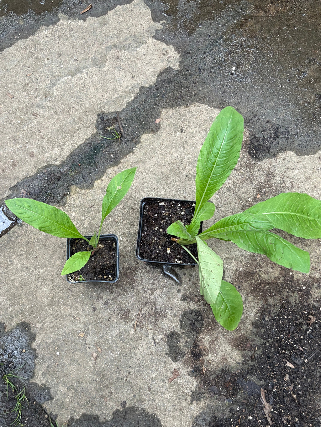 Black Square Plastic Pots - 25 Count, 2.5"-3.25", Plant Propagation & Nursery
