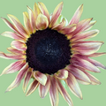 Sunflower Procut Plum seeds