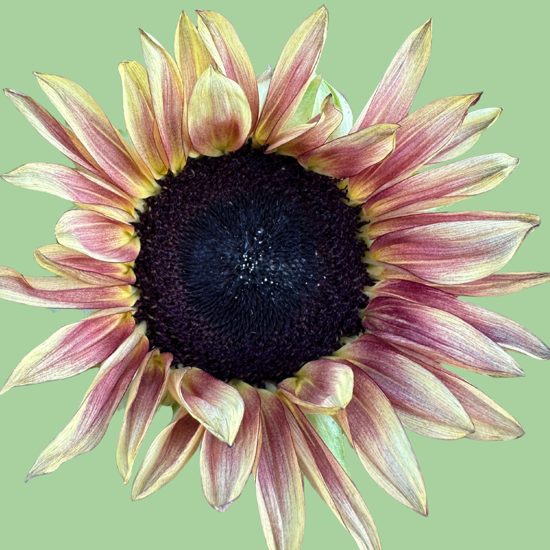 Sunflower Procut Plum seeds