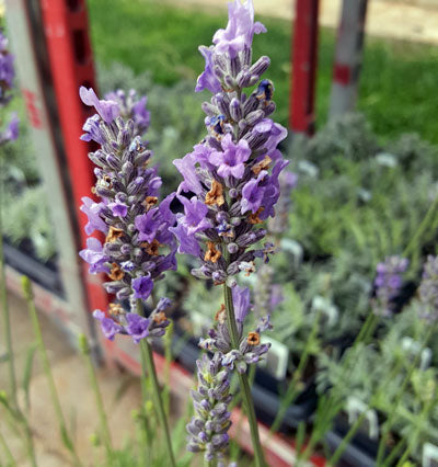 Live Provence Lavender Plant (Lavandula × intermedia)