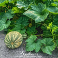 Cushaw Green Striped Pumpkin Seeds – Heirloom, Non-GMO, Cucurbita pepo, Sweet Potato Pumpkin, Heat-Tolerant, Borer-Resistant, 25 Seeds